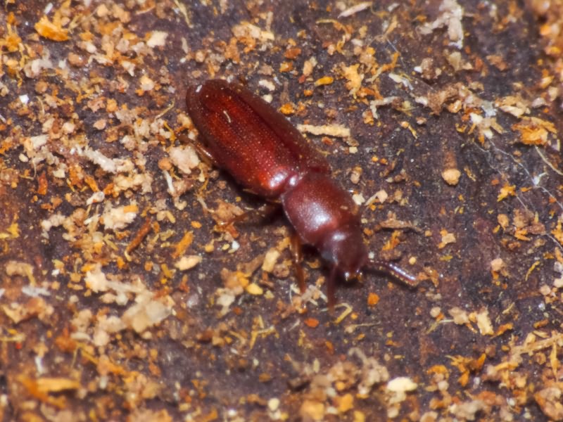 Palorus depressus (Fabricius, 1790)